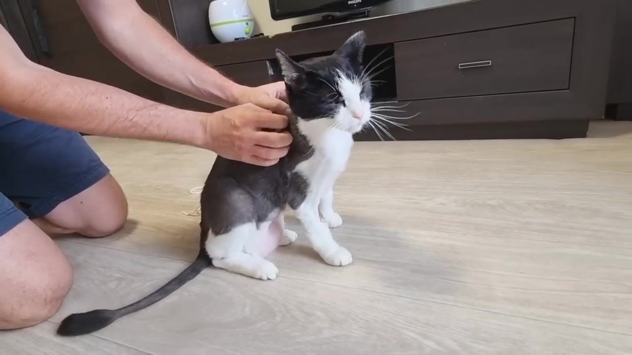 Cat's reaction to Getting Rid of Body Cloth After 2 Weeks